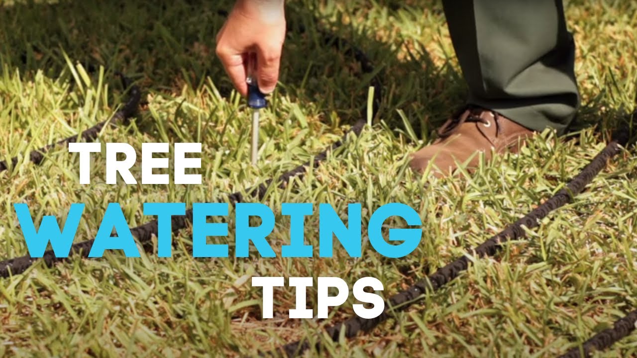 Tree Watering Tips - How to Properly Water your Trees
