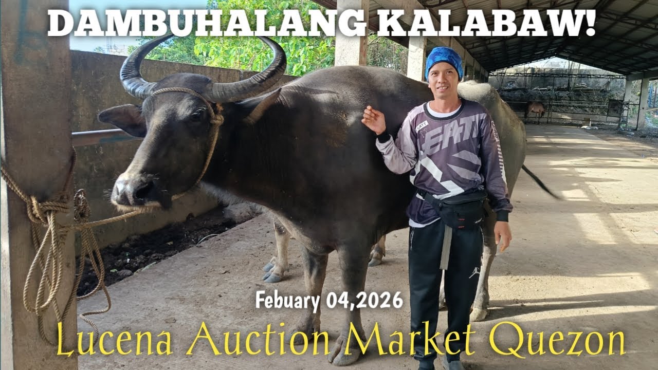 Dambuhalang Kalabaw! Price Update Lucena Livestock Market!
