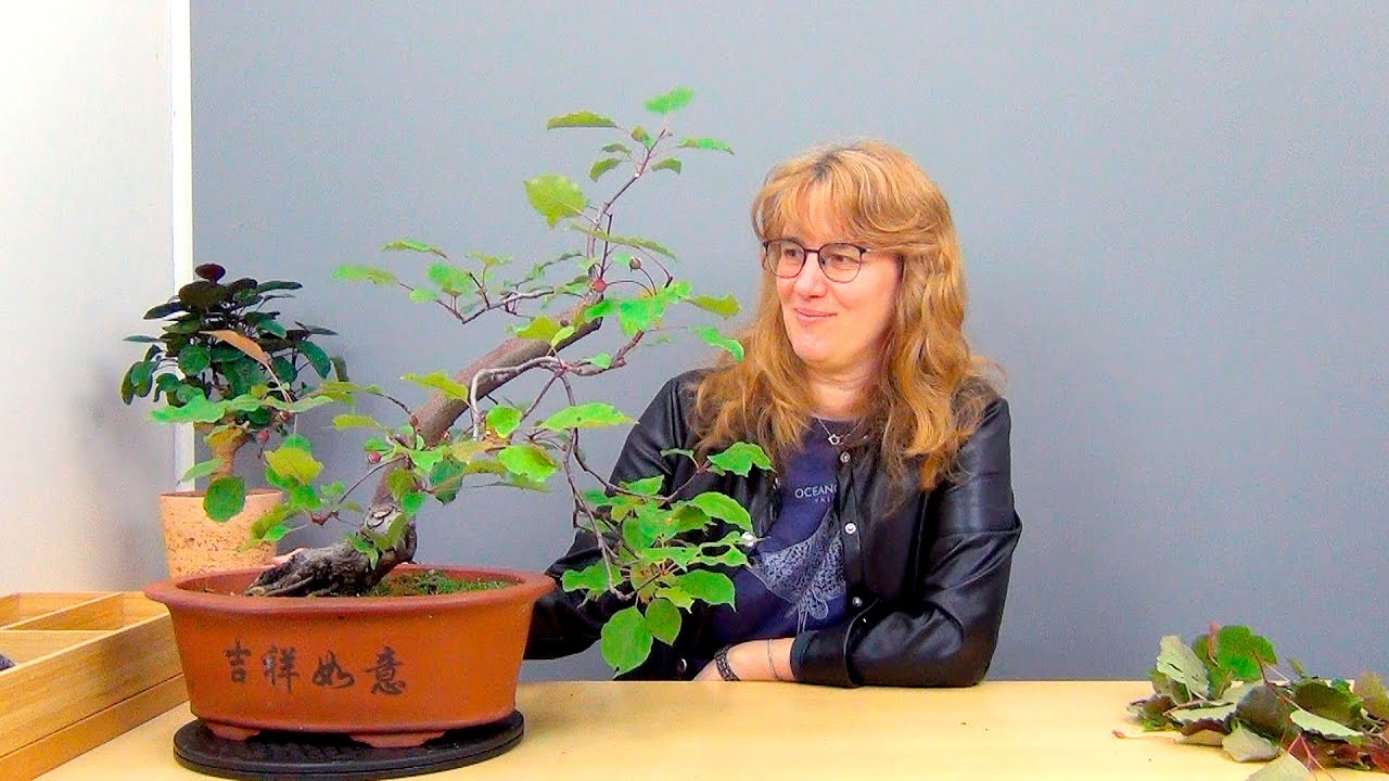 Бонсай из яблони (ч.7).