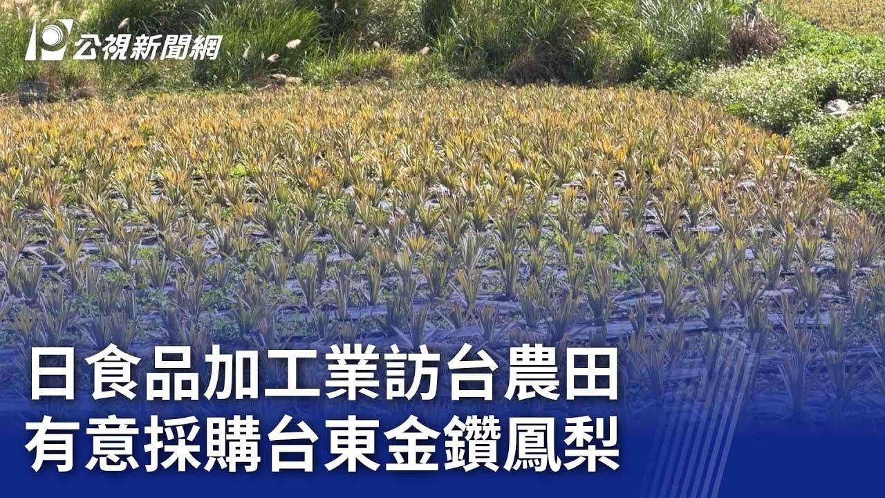 日食品加工業訪台農田 有意採購台東金鑽鳳梨｜20260119 公視晚間新聞