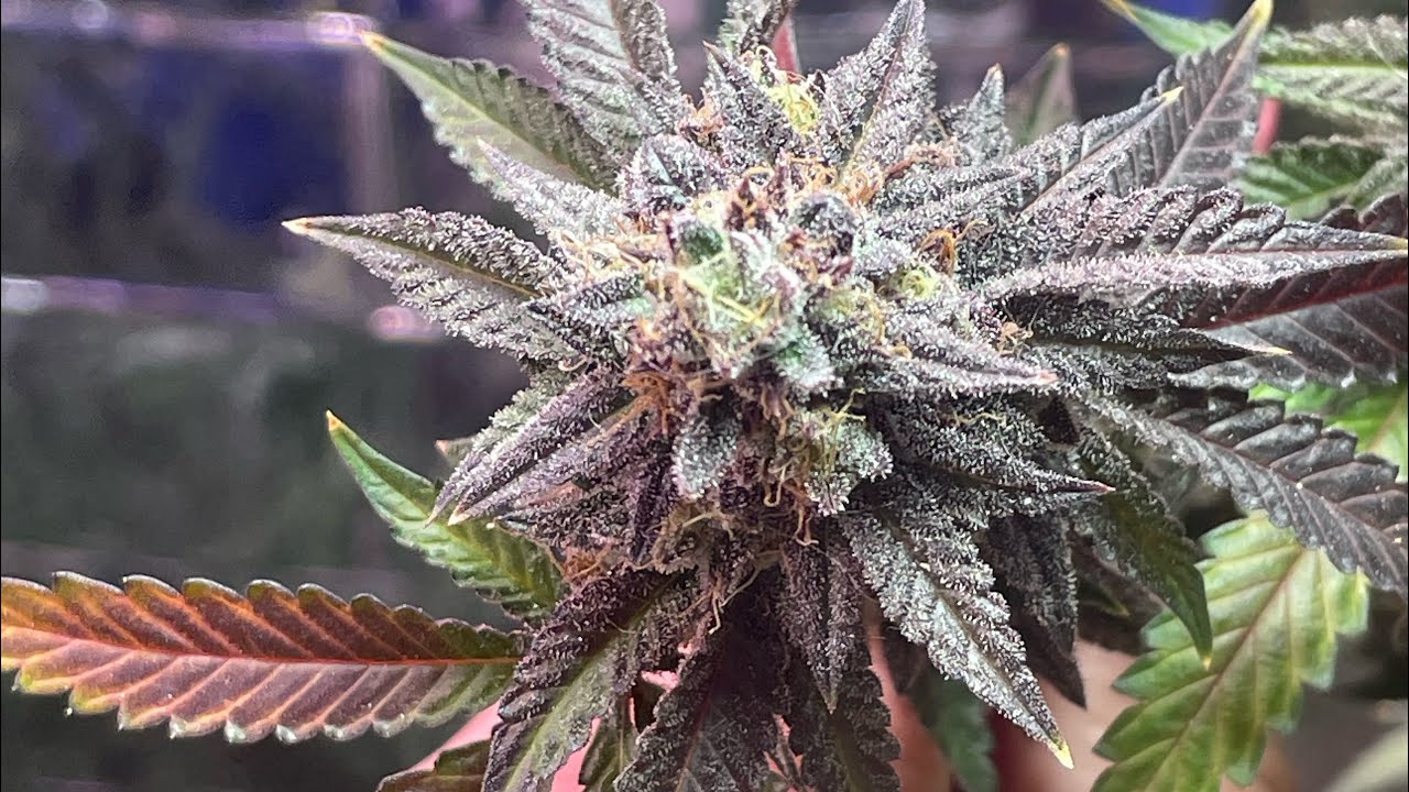 Week 10 of flower cannabis grow. Finishing up!!