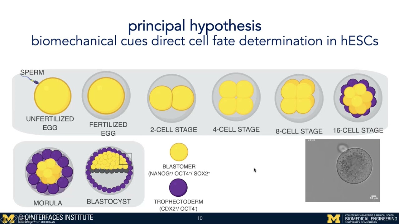 Bioengineering Approaches to Force Stem Cells to Behave on Cellular Microenvironment