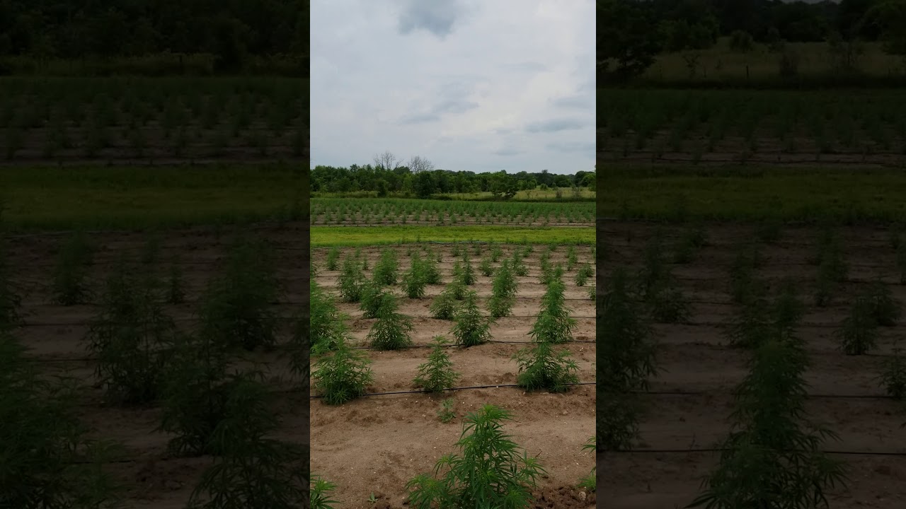 Quick tour of the Hemp.