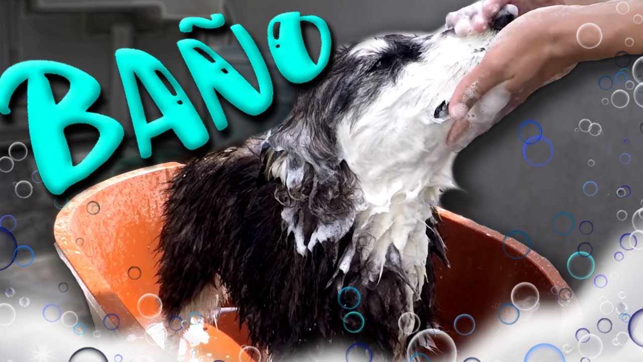 Cómo BAÑAR a un PERRO - MartGon