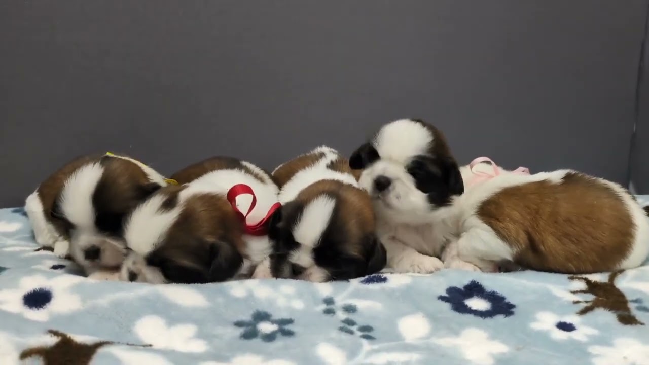 シーズーのまひるちゃんの仔です☆彡