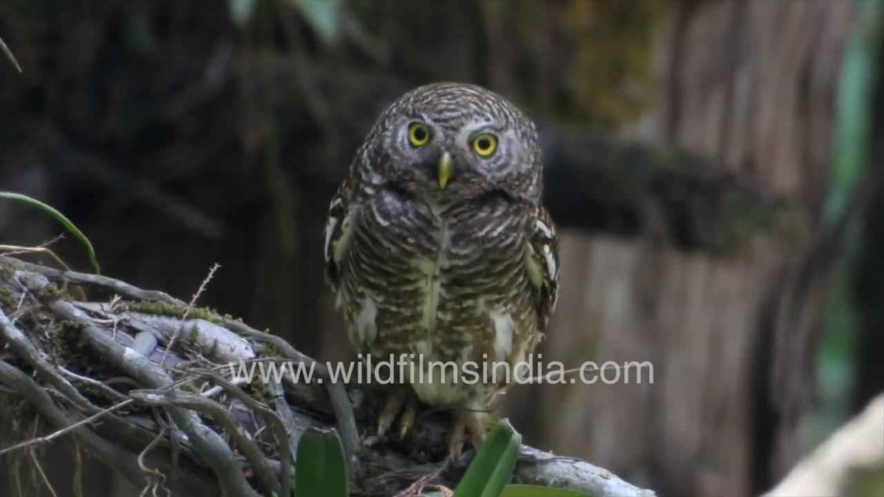 Asian barred owlet perched on branch scanning surroundings in daylight