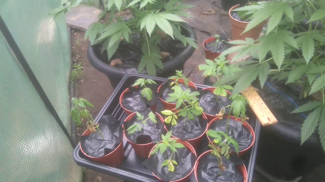 Cannabis grow UK