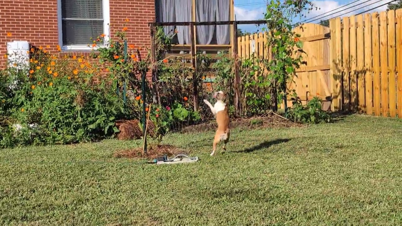 Boston Terrier playing in the water sprinkler