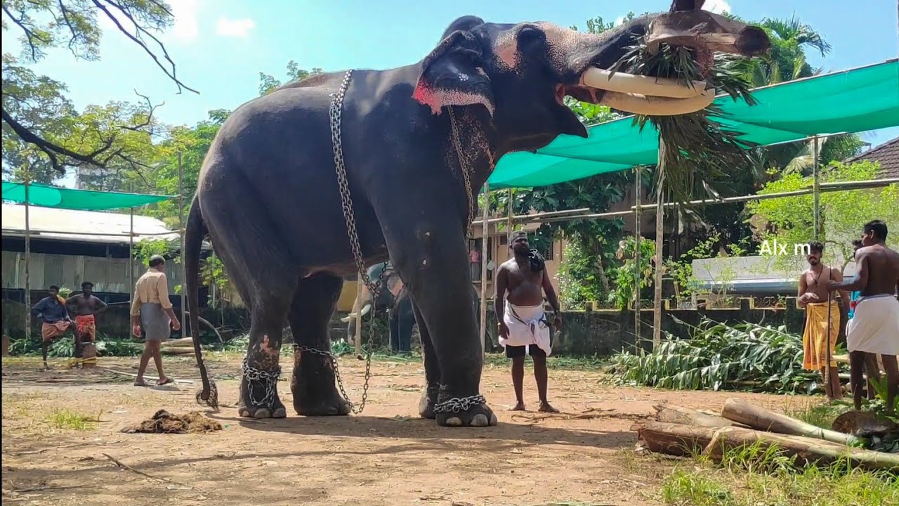 ഉട്ടോളിയിലെ മഹാദേവൻ | Uttoly Mahadevan Elephant in Kerala