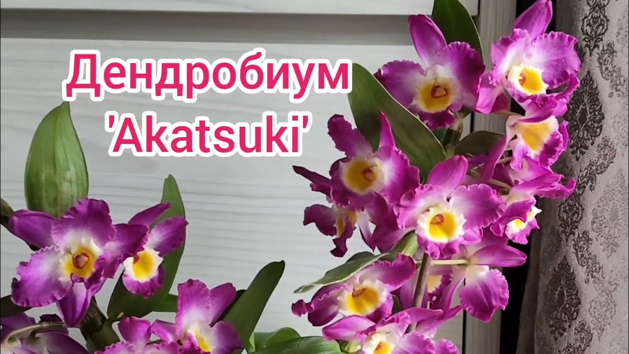 Дендробиум Нобиле. Как зацвести? #дендробиум #орхидеи #orchid #акацуки #acatsuki
