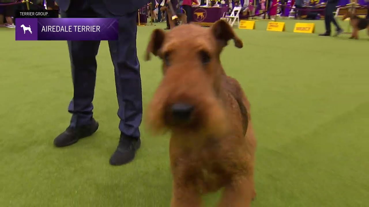 Airedale Terriers | Breed Judging 2024