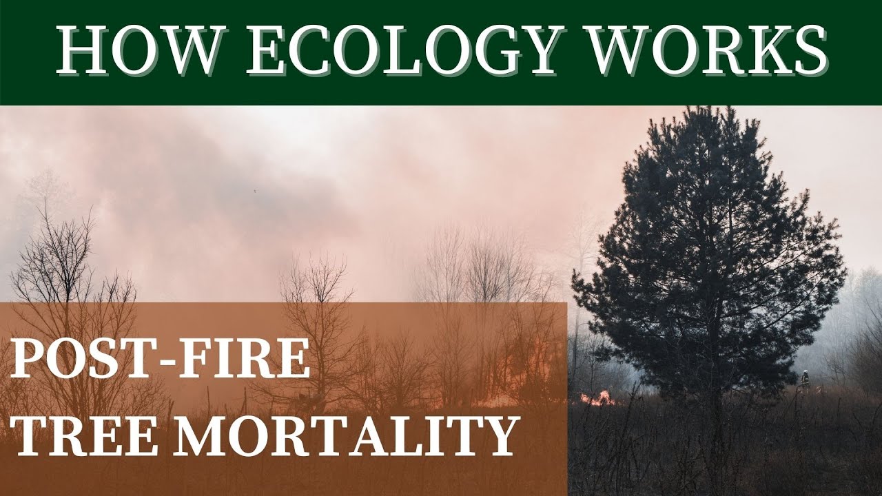 POST-FIRE TREE MORTALITY | How Ecology Works