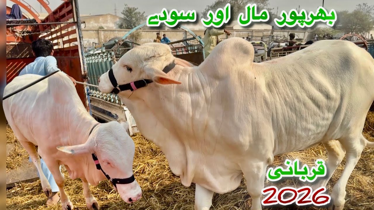Karachi Cow Mandi Bhains Colony Latest Rates Update 25 Feb 2026 || Qurbani Season 2026 