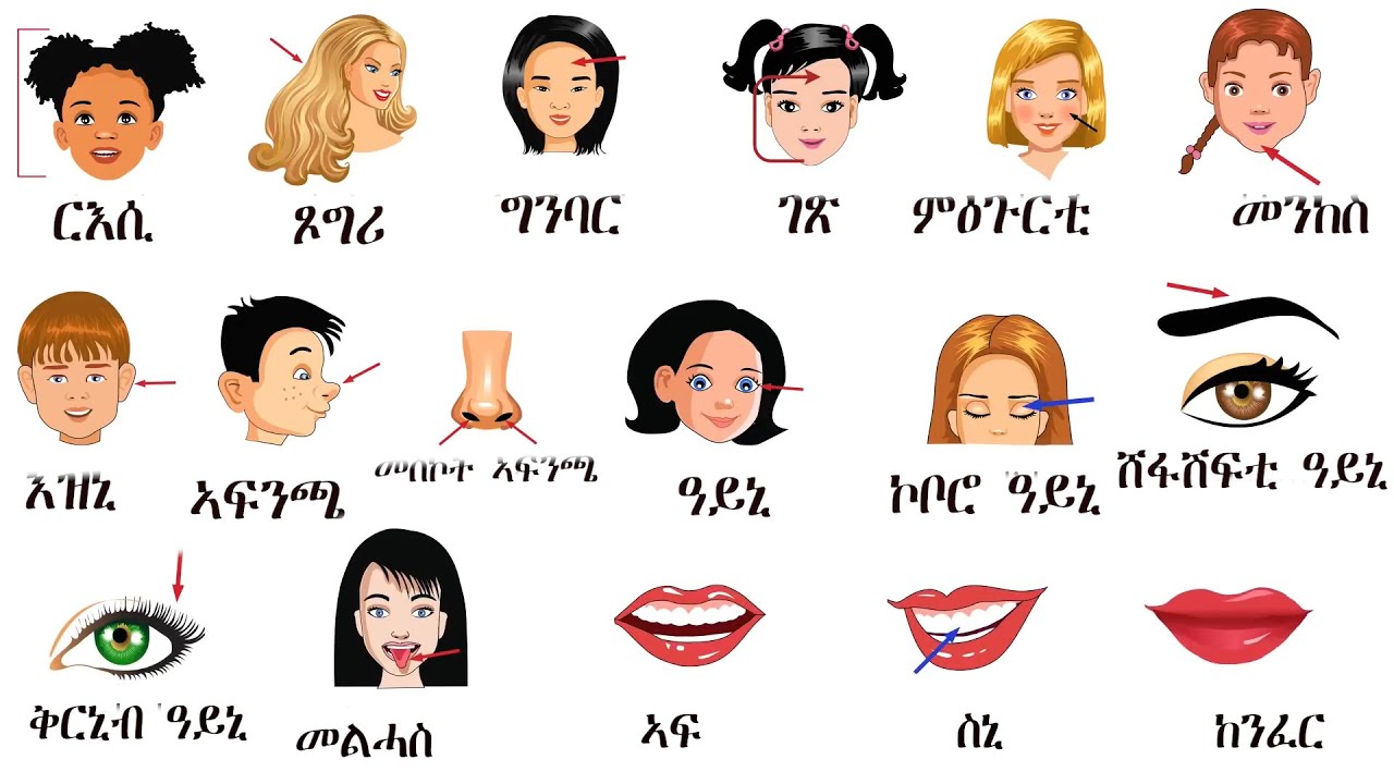 PARTS OF OUR BODY. ክፍልታት ኣካላት።
