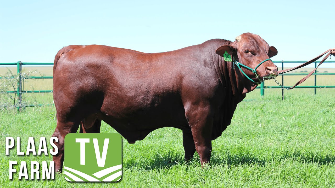 Plaas TV / Farm TV: Beef cattle record keeping