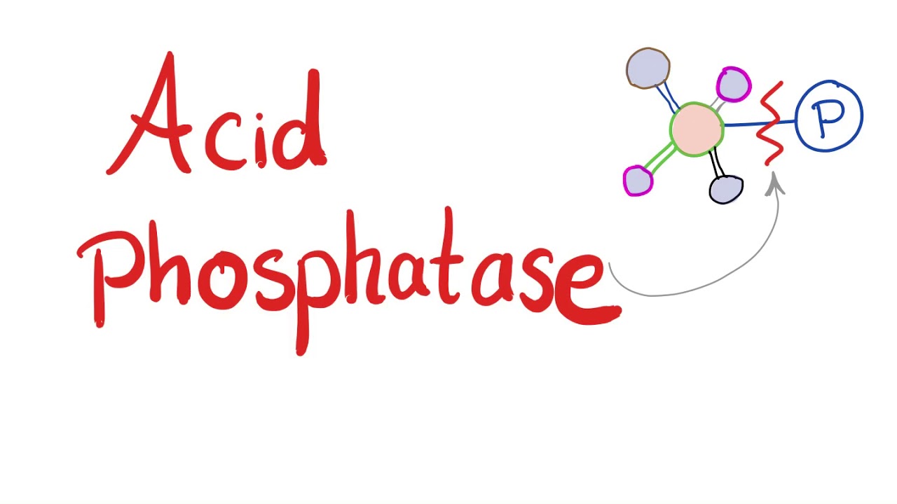 Acid Phosphatase - Lab Test 🧪 - What&rsquo;s the Use?