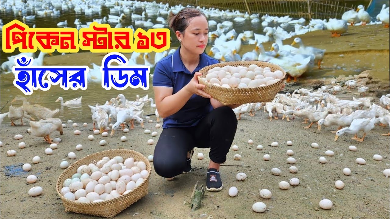 পিকেন স্টার ১৩ জাতের হাঁসের ডিমের সাইজ কেমন হয় এবং কেমন ডিম দেয় দেখুন / মিতু হাঁসের হ্যাচারী