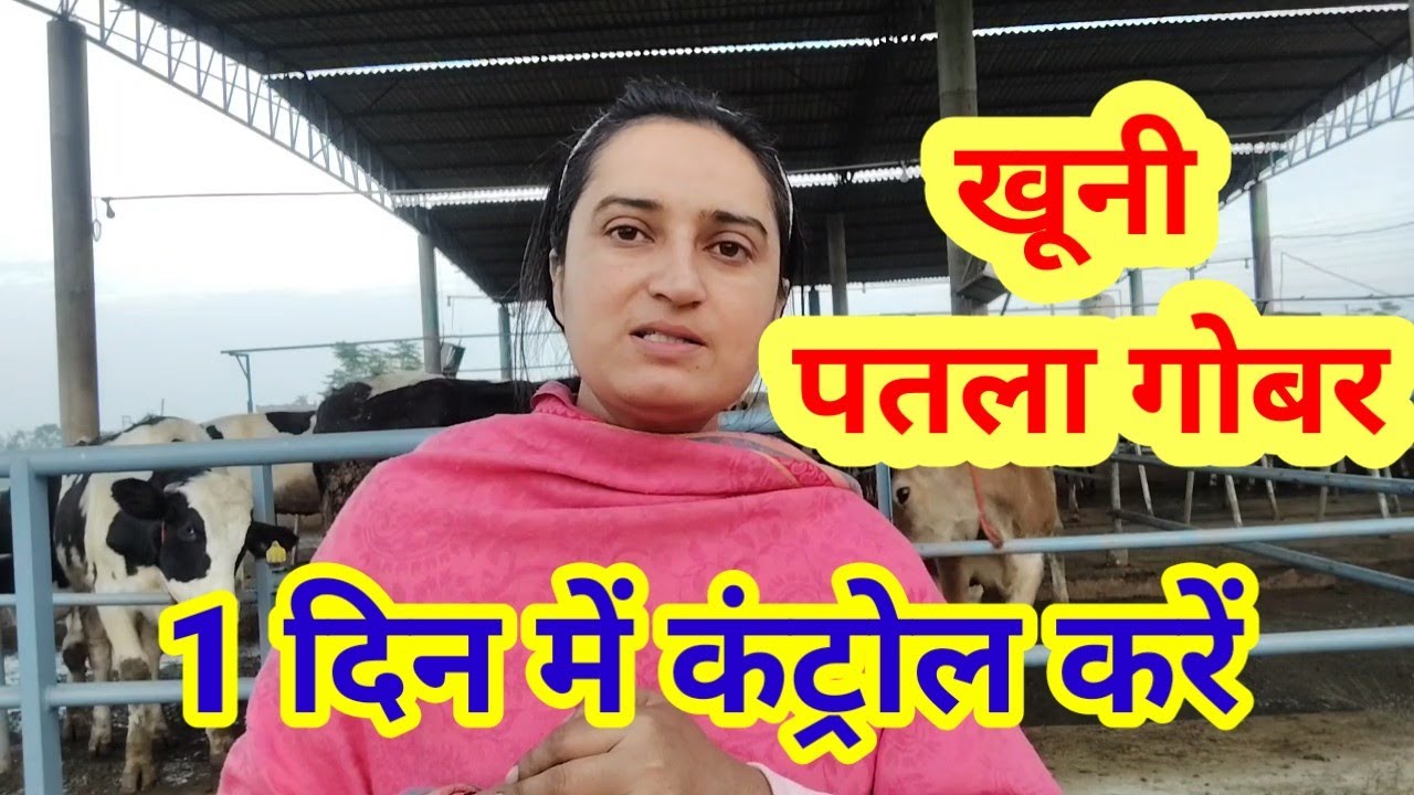 Blood diarrhoea control in one day