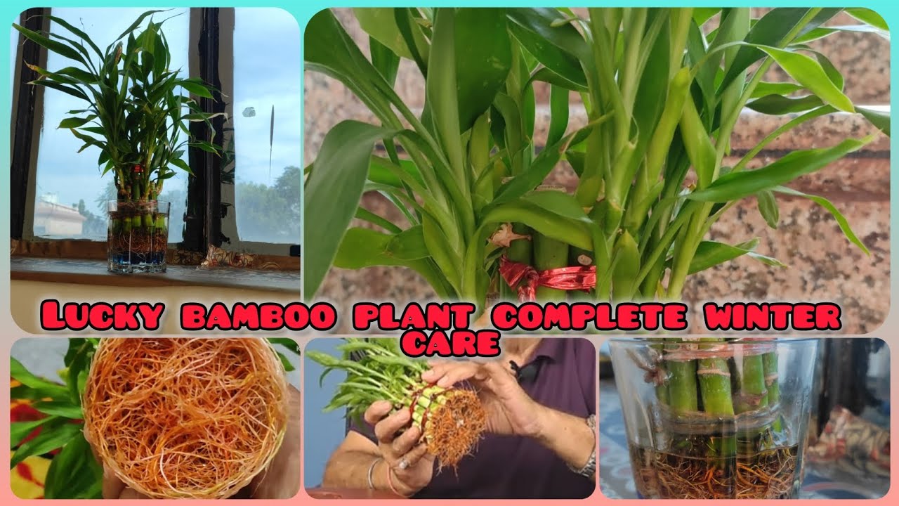 Lucky Bamboo plants complete winter care /How to take care of Lucky Bamboo plants ##gardening #like 