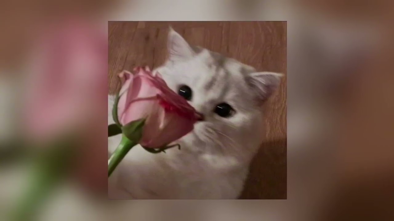 قولو لها انني مسرعه 🥰
