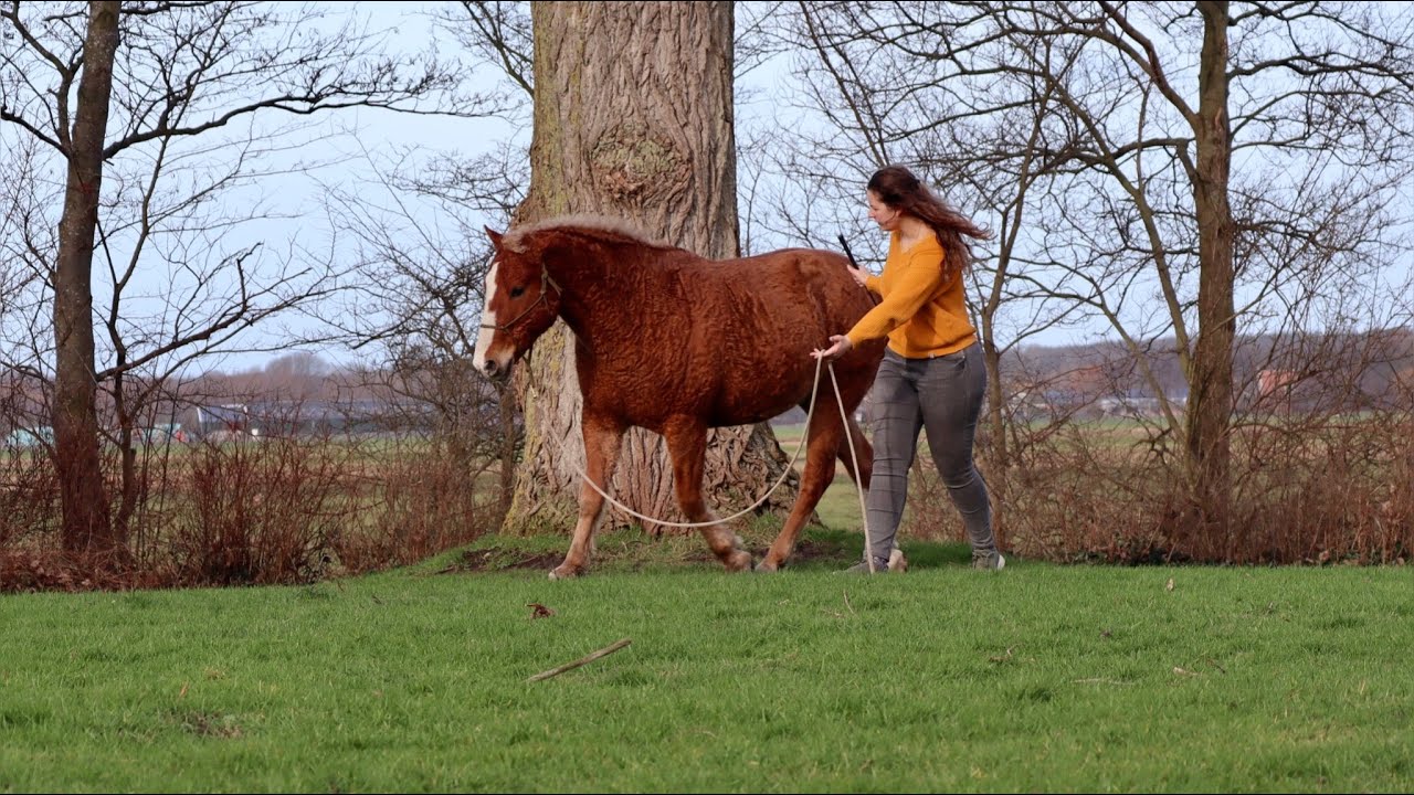 How to improve your horses balance