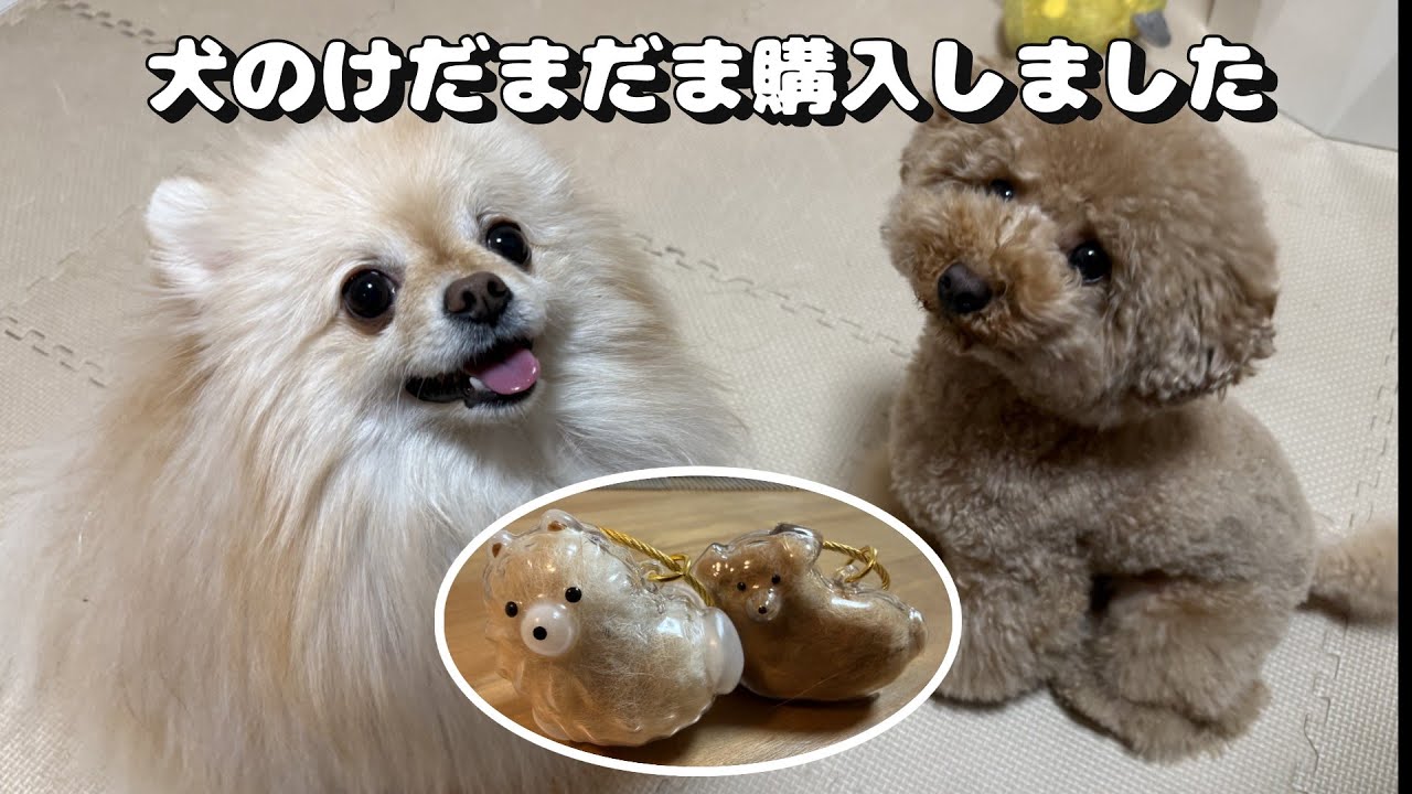 【作り方】犬のけだまだま購入しました