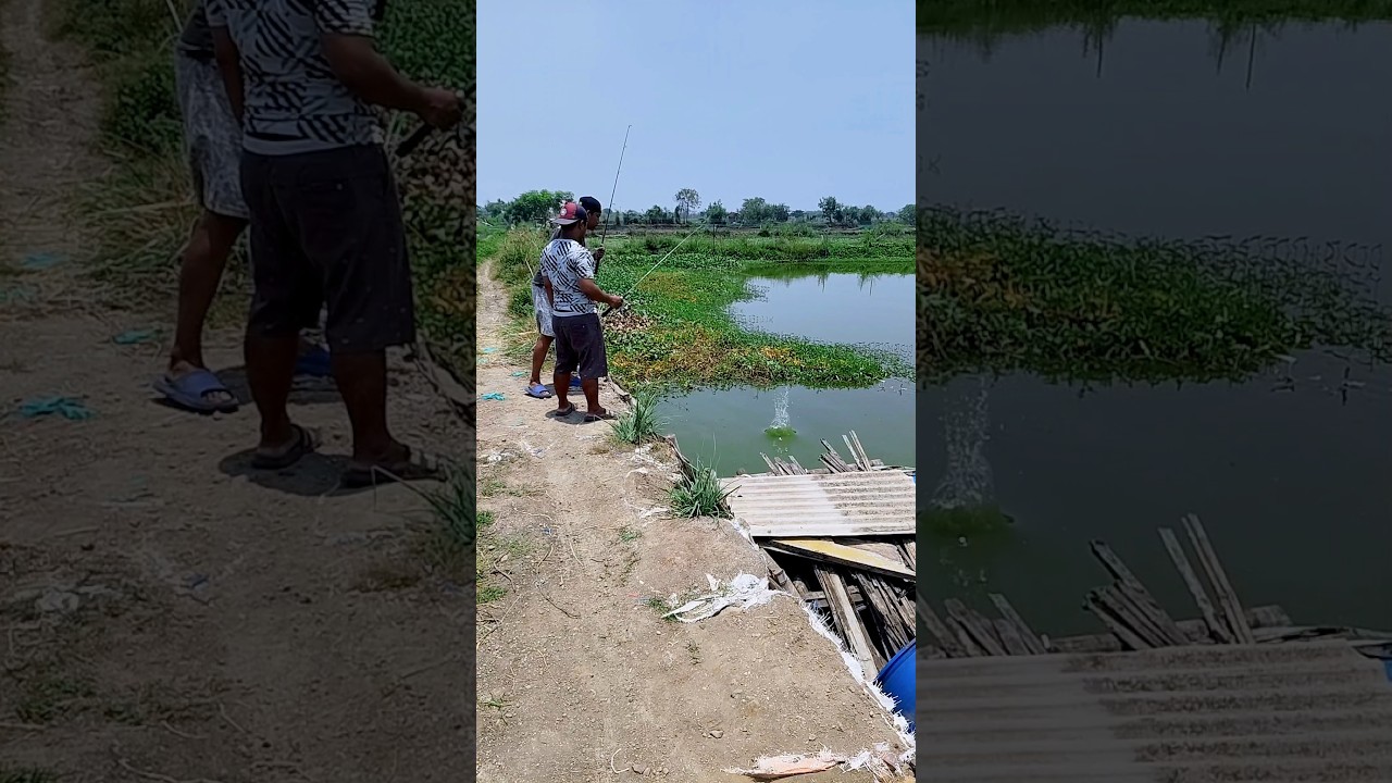 katanya rawa ini sarang buaya #komedi #lucu
