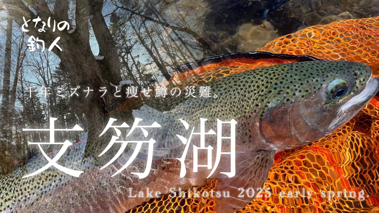 【支笏湖】千年ミズナラと痩せ鱒の災難。Lake Shikotsu 2025 early spring