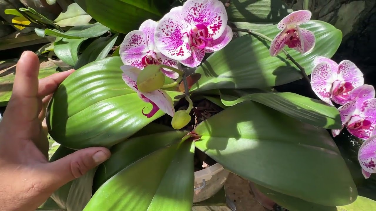 PHALAENOPSIS COM FOLHAS BRILHANTES E SAUDÁVEIS 