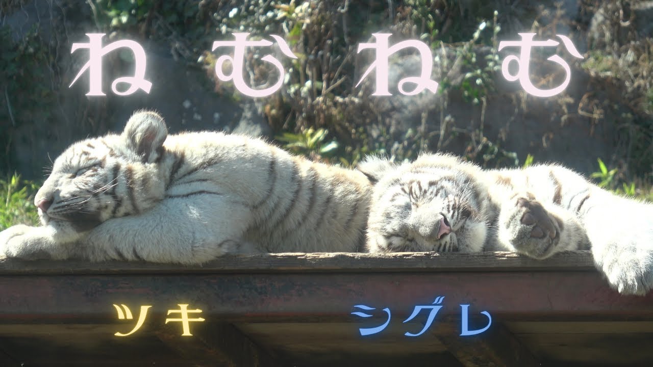 【ねむねむ 睡眠導入用 ※寝てるだけです】伊豆アニマルキングダム　ホワイトタイガー「ツキ」「シグレ」「シロップ」