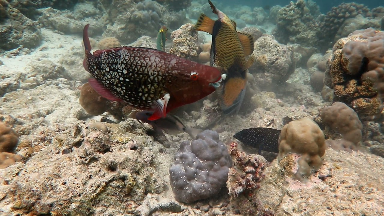 Reethi Beach Resort - under water