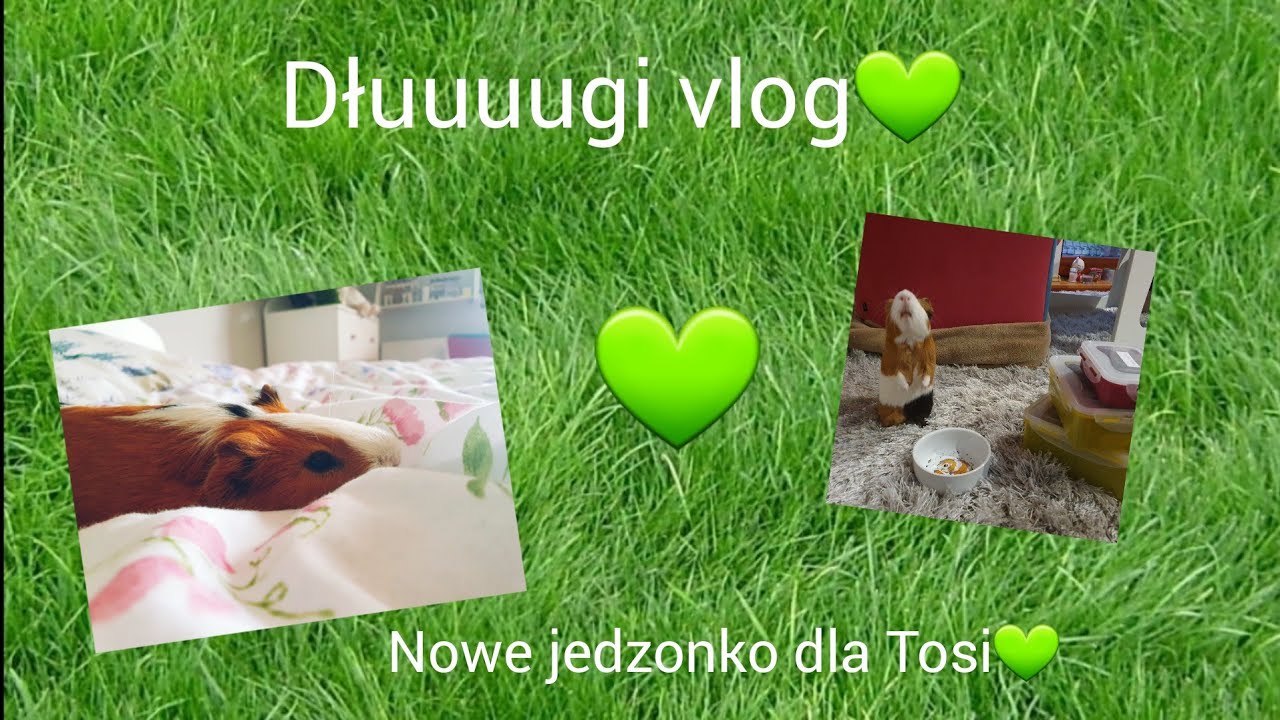 Vlog❤🐹Sprzątanie szafki Tosi i dużo gadania 🔥