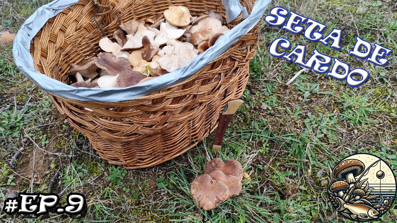 🍄SETA DE CARDO (Pleurotus Eryngii) - OTOÑO 2024🍄