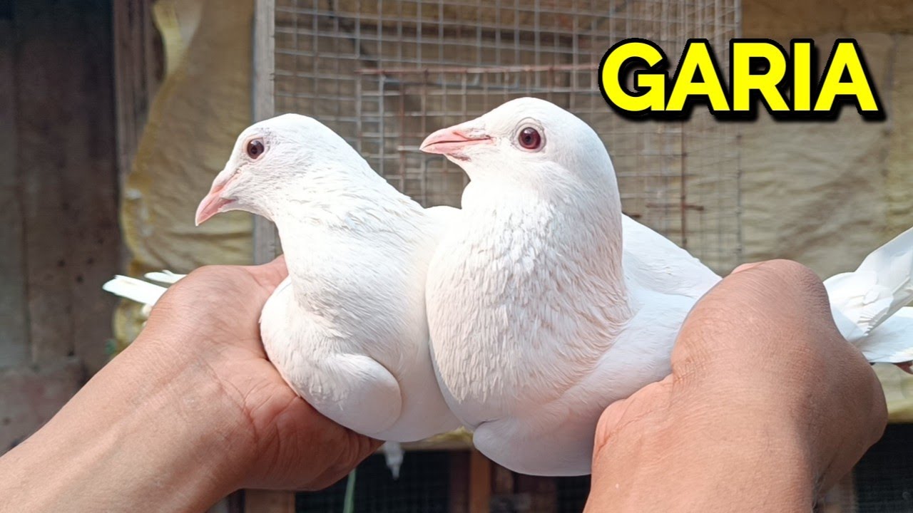 SAHIL BHAI GARIA PIGEON FOR SALE