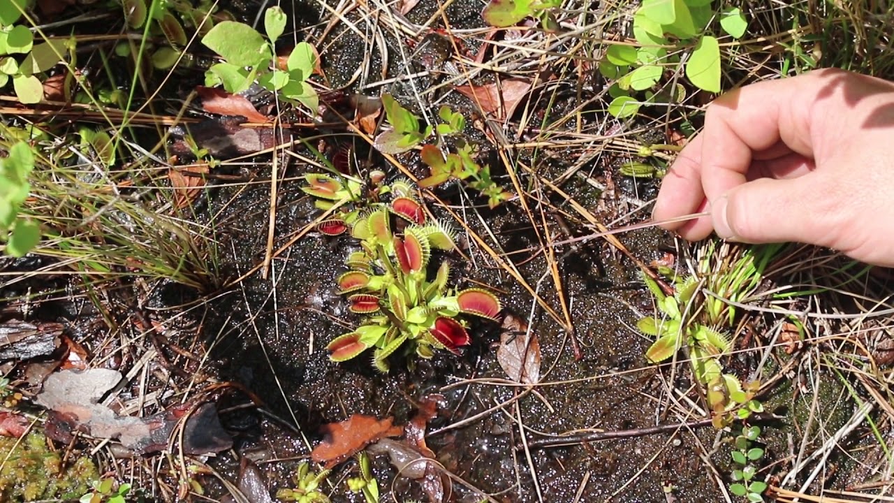 Venus Flytrap (Dionaea muscipula)