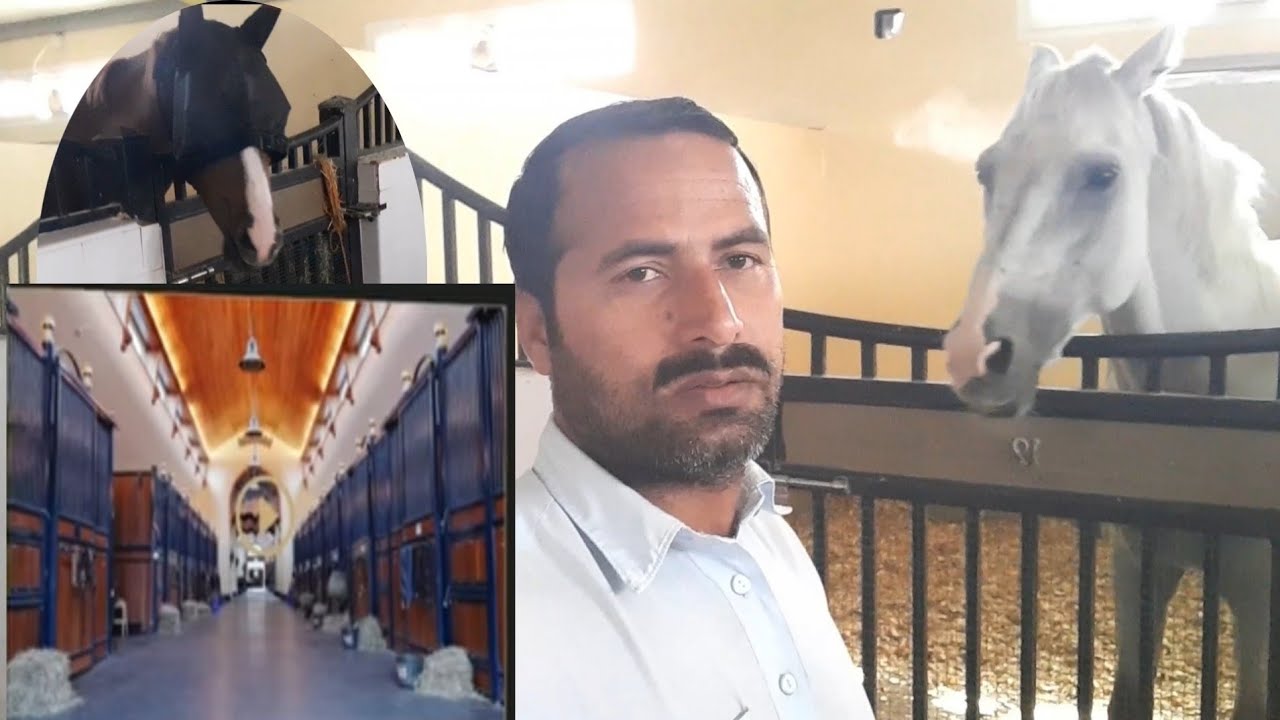 Luxury Horse Stables in Dubai/ Horse Stable visit