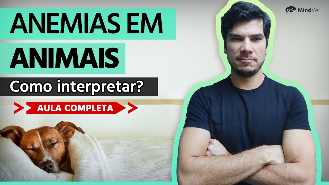 Como interpretar e identificar as anemias no hemograma animal?