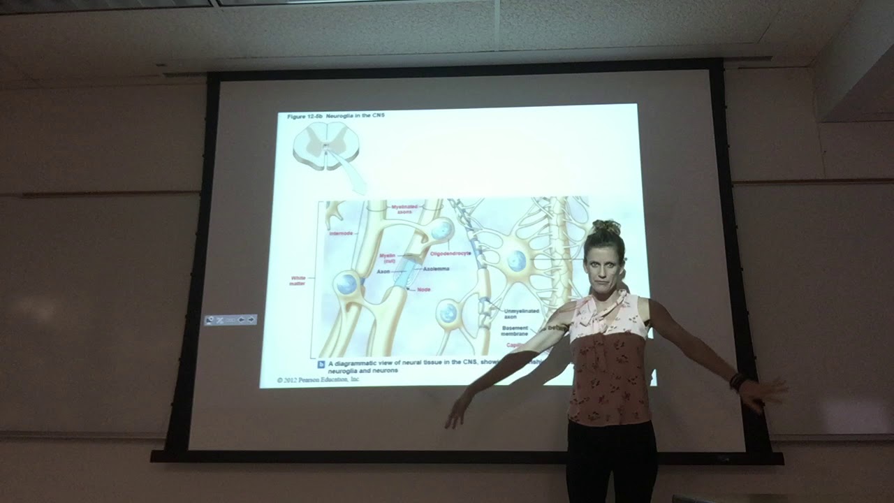 The Nervous System Part 2.1