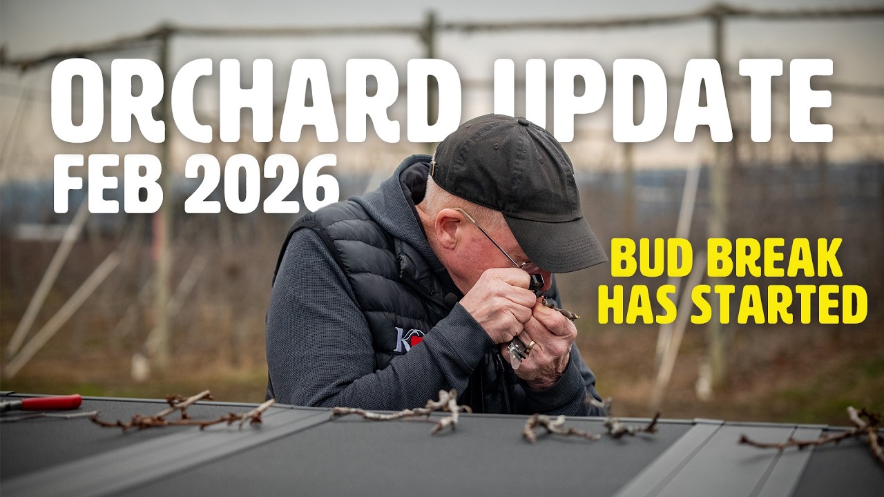 What Happens Before Bloom? Cutting Open Buds in Late Winter - Orchard Update FEB 2026