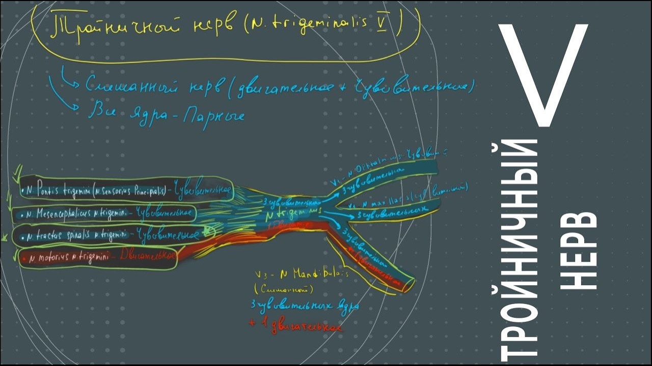 Ядра тройничного нерва: анатомия ядер тройничного нерва + синдром Валленберга - Захарченко