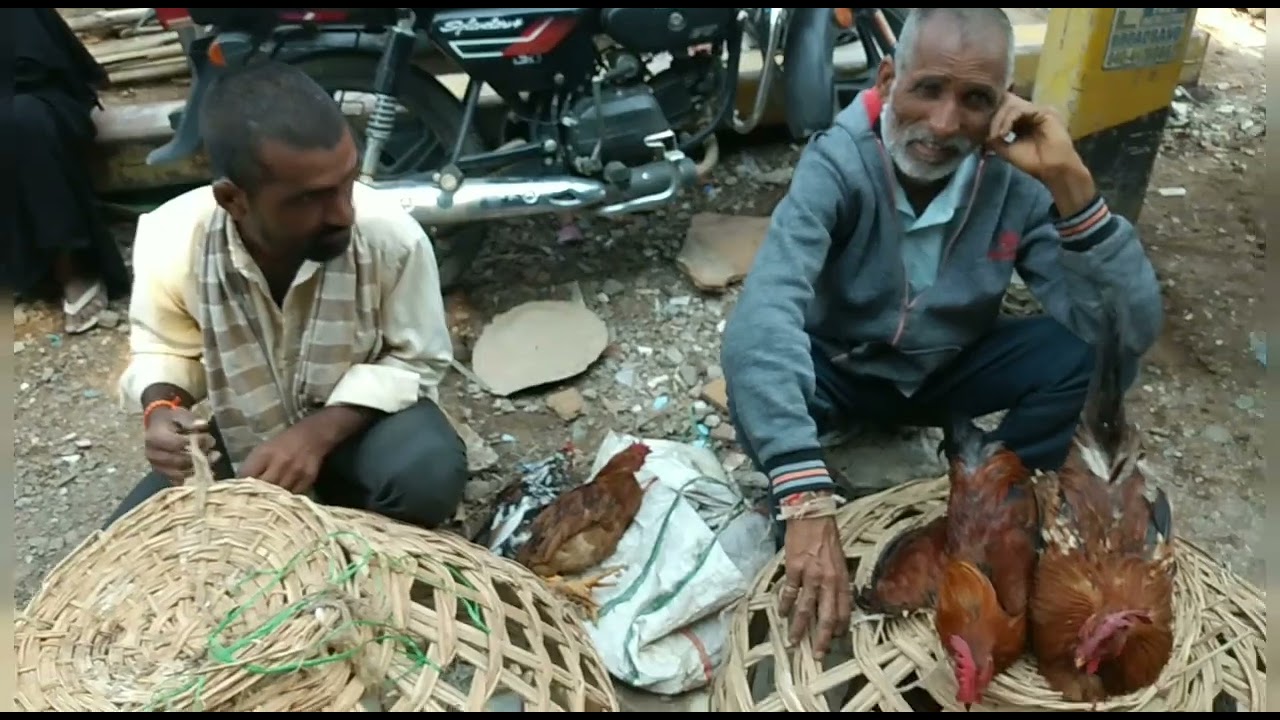 Erragadda Sunday Pet Market In Hyderabad ||