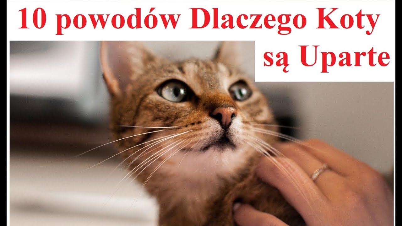 10 powodów Dlaczego Koty są Uparte i Niezależne