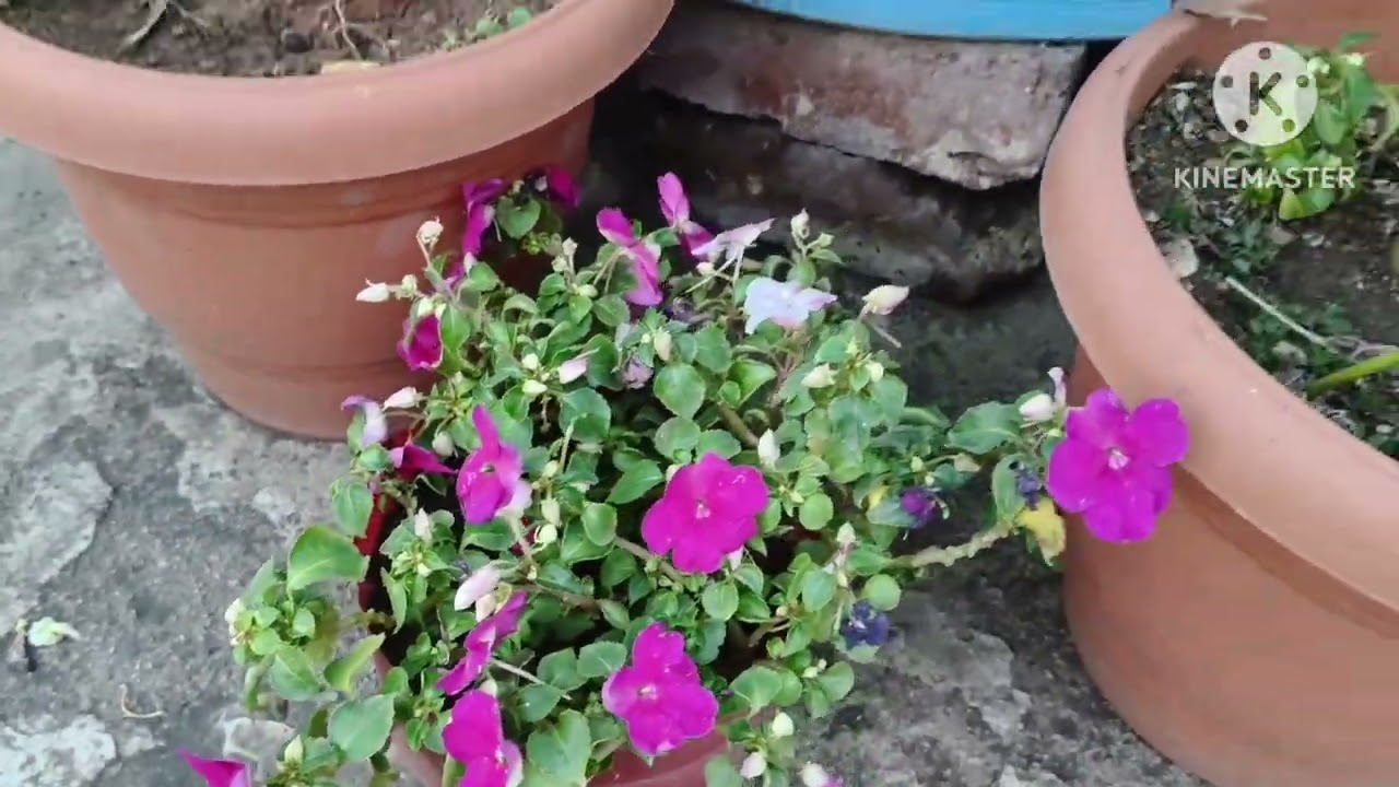 17 terrace garden over view 