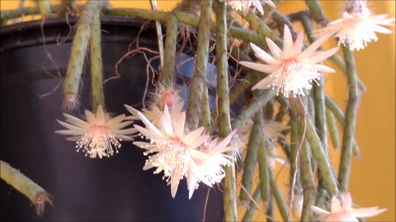 Cultivo da ripsalis pilocarpa e maxilária picta.