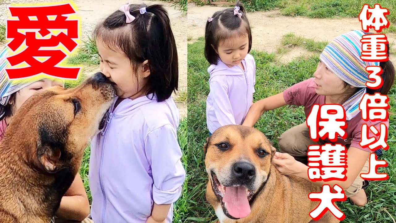 4歳少女が体重３倍以上ある保護犬と仲良くなれるか？やってみた❗️