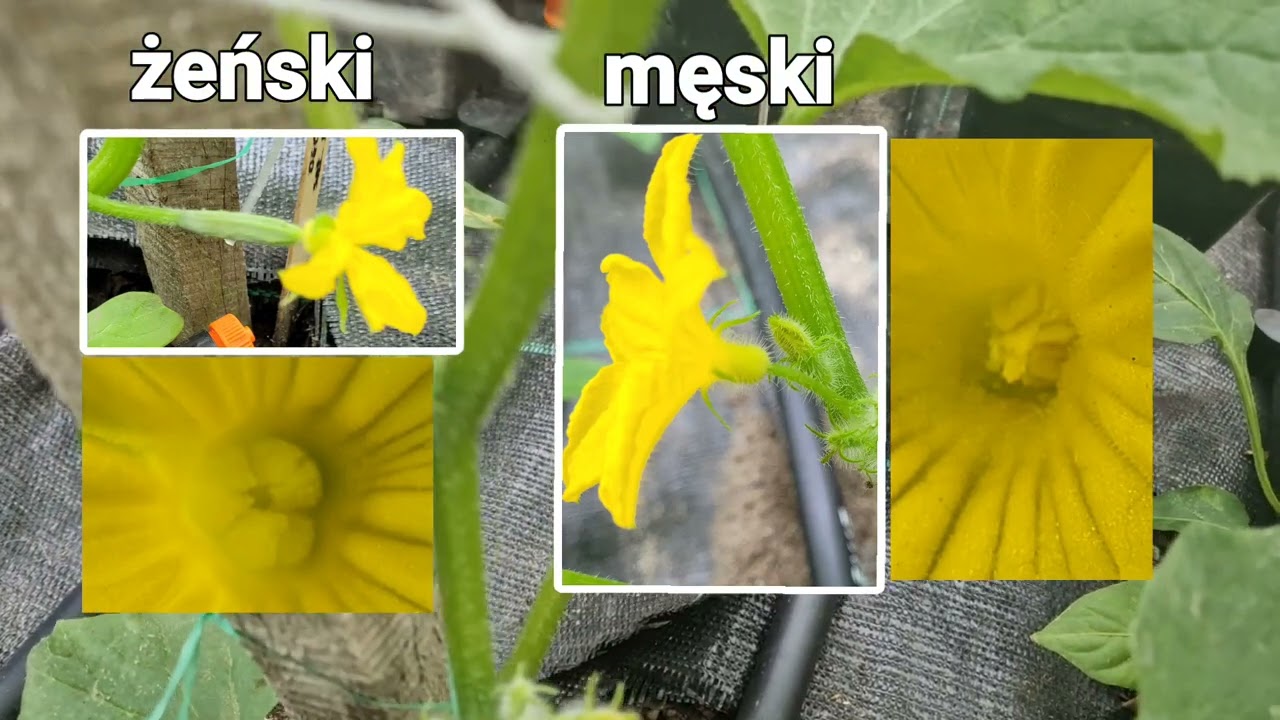 Obrywamy wilki u ogórków?