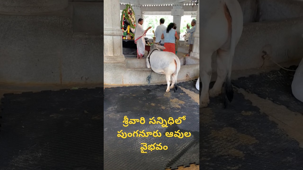 Too Top Quality & Pure Punganur Cow at TTD Goshala @ Alipiri Sri Vari Padham, Tirupati