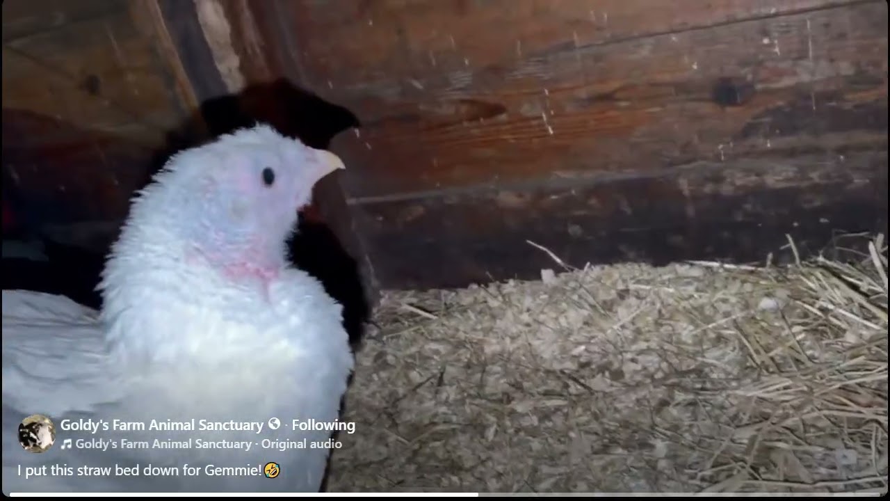 FB Goldy's Farm Animal Sanctuary I put this straw bed down for Gemmie!🤣 649pm   1232026
