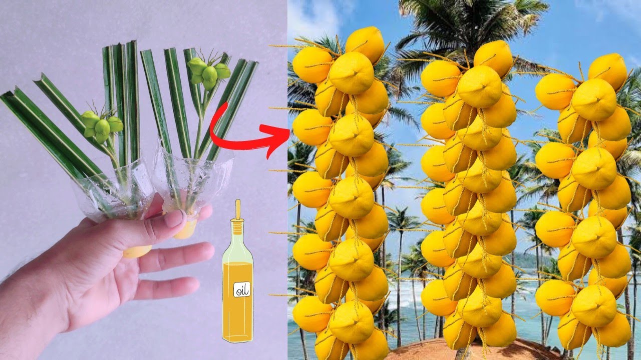 best method grow coconut tree from coconut branch with oil bottle