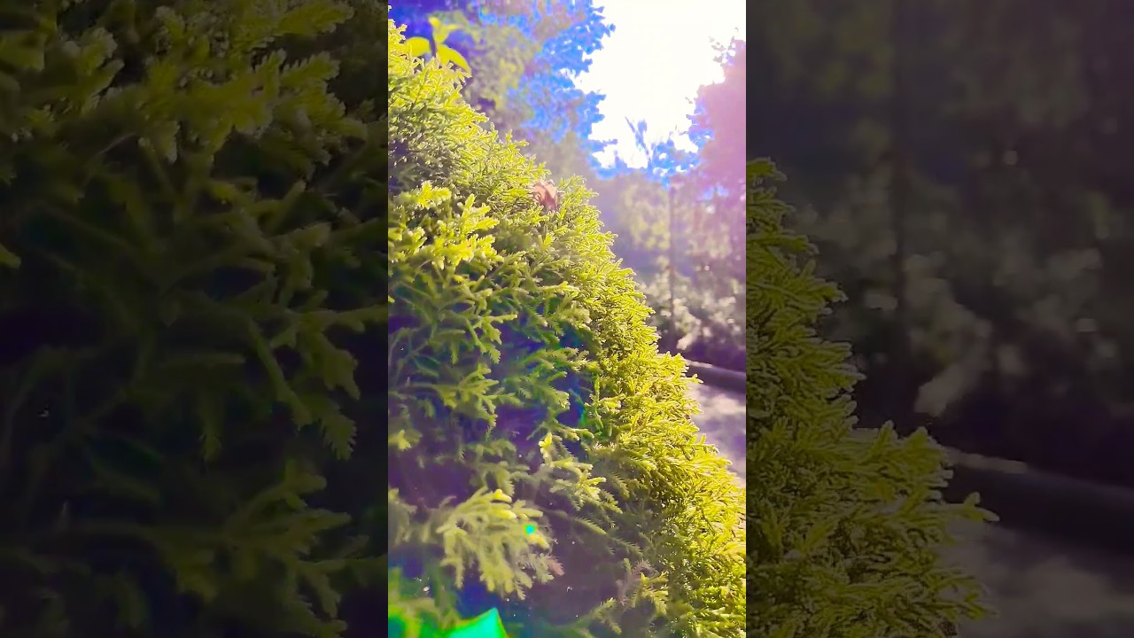 Sunlight 